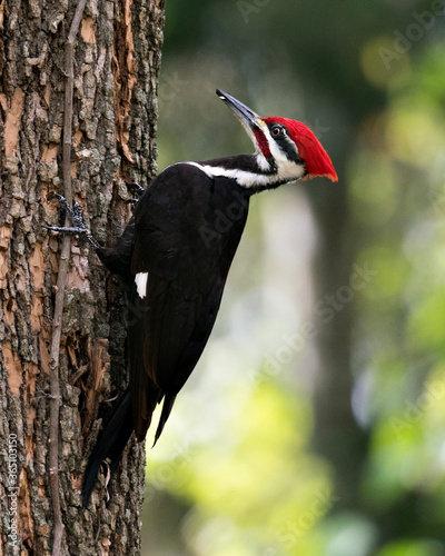 Woodpecker Bird Stock Photos. Image. Picture. Portrait. Close-up profile-view. Woodpecker bird perched with blur background.