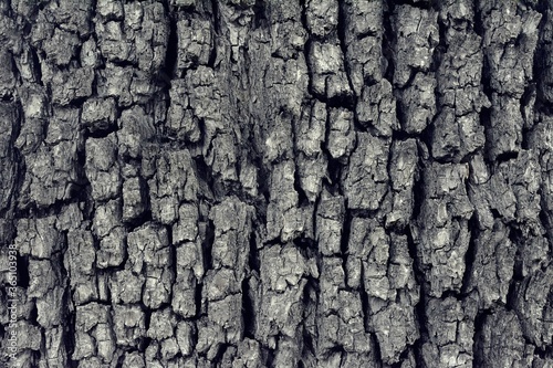 tree bark close up 2