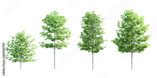 set of green common linden trees isolated on white background