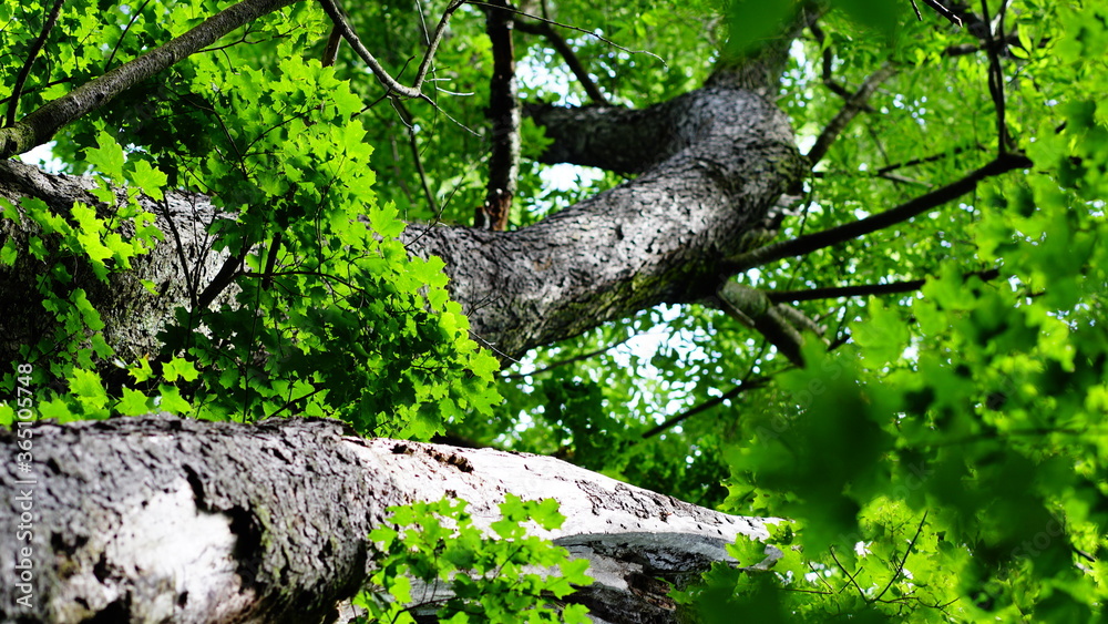 Fototapeta premium tree in the forest