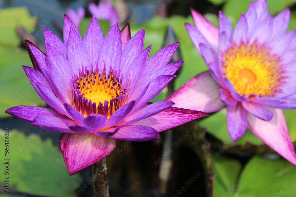 Beautiful blooming of purple water lily on a sunny day Beautiful blooming of purple water lily on a sunny day