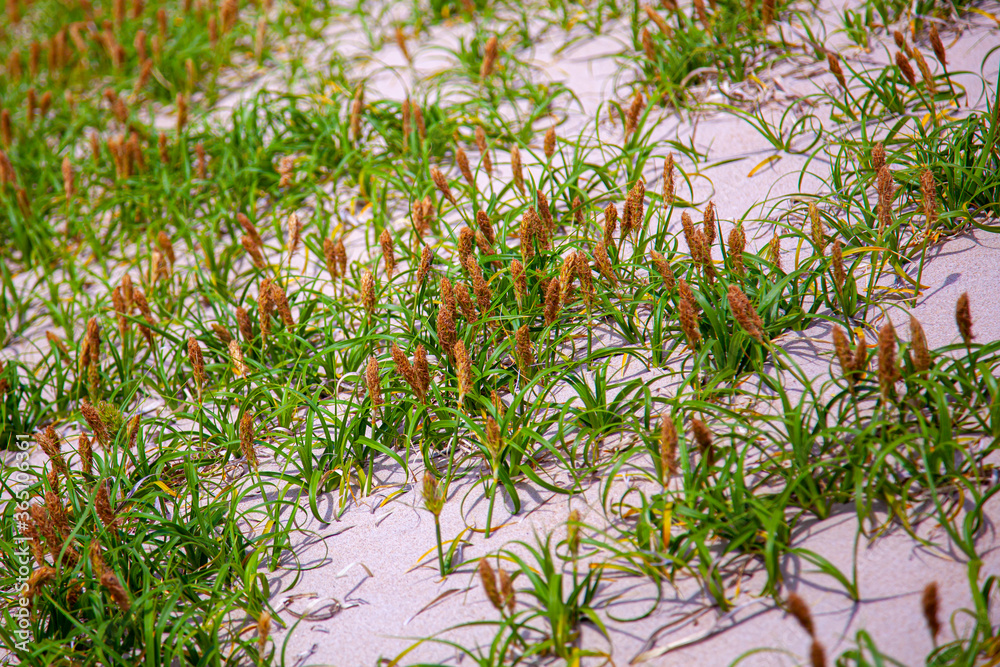 Close up image of an area of sand dunes covered by sand dune sedge plants (Carex Pansa). These plants are native to west coast of America and they form brown clusters (Inflorescence) of flowers Close up image of an area of sand dunes covered by sand dune sedge plants (Carex Pansa). These plants are native to west coast of America and they form brown clusters (Inflorescence) of flowers