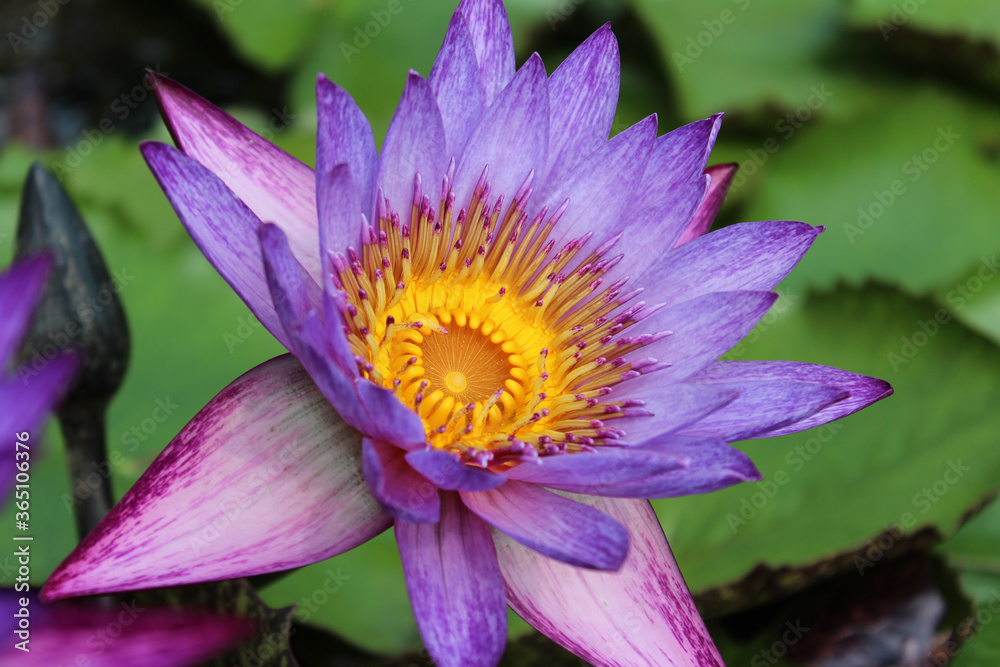 Beautiful blooming of purple water lily on a sunny day