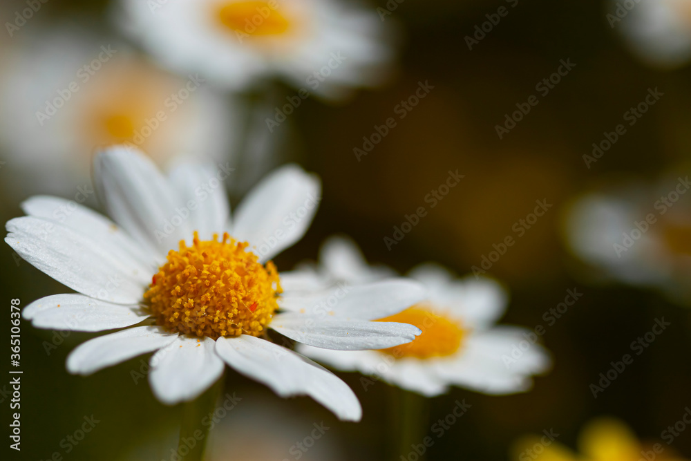 Fototapeta premium A close up macro lens image of a chamomile flower with details of stamens and petals. In the blurred background there are a few other daisies that are out of focus. Makes a scenic background image.