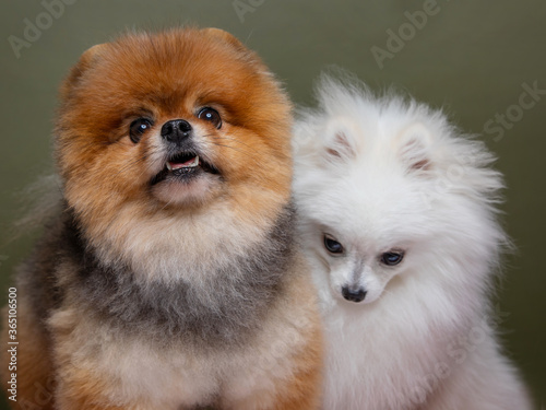 Two funny dogs, white spitz and red spitz