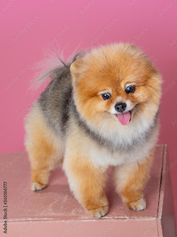 red spitz on a pink background, funny dog