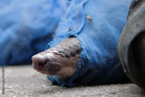 Rescue of pangolins in Pekanbaru, Riau, Indonesia.