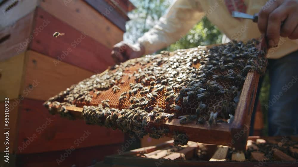 Apiculturist shows a honeycomb beehouse frame with busy bees swarming and making honey. Close-up. Honey production. Natural. Insects. Apiary concept. Apiculturist shows a honeycomb beehouse frame with busy bees swarming and making honey. Close-up. Honey production. Natural. Insects. Apiary concept.