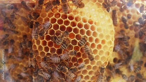 Busy honey bees laying eggs and brood care inside honeycomb hive. Bees life cycle. Bee colony. Close-up shot. Insects.