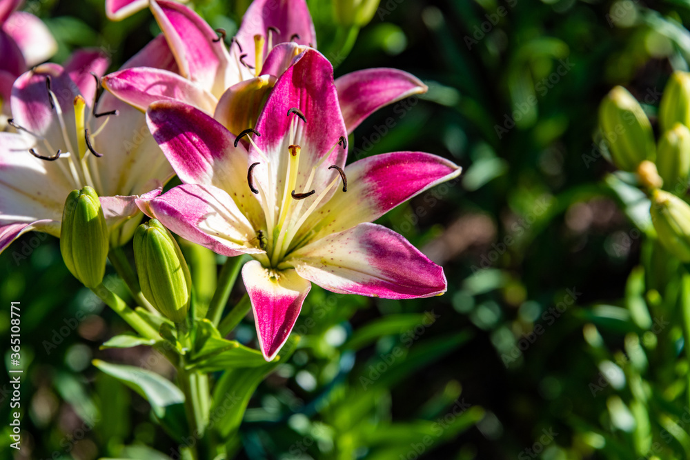 Day Lillies at Steamboat Springs Botanical Gardens
