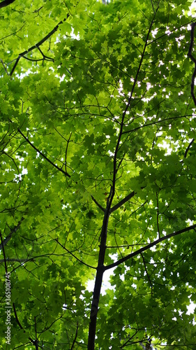 green leaves in the forest © Michel