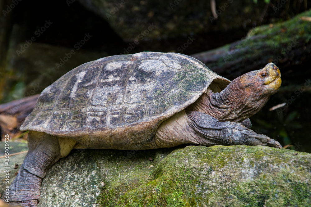 Fototapeta premium The Giant Asian pond turtle (Heosemys grandis) inhabits rivers, streams, marshes, and rice paddies from estuarine lowlands to moderate altitudes through South East Asia