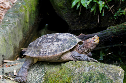 The Giant Asian pond turtle (Heosemys grandis) inhabits rivers, streams, marshes, and rice paddies from estuarine lowlands to moderate altitudes through South East Asia   photo