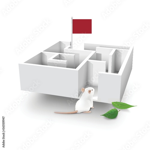 rat approaching a maze