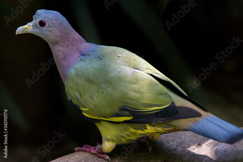 The pink-necked green pigeon(Treron vernans) stands on the branch.
It is a medium-sized pigeon with predominantly green plumage; only the male has the pink neck that gives the species its name. photo