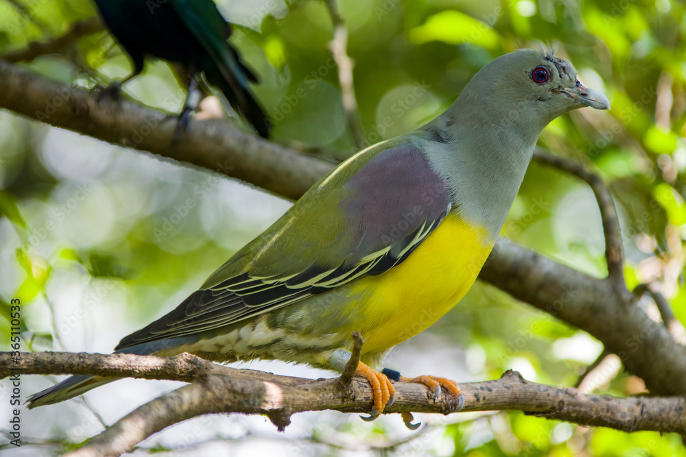 Fototapeta premium Bruce's green pigeon (Treron waalia) is a species of bird in the family Columbidae. A frugivore bird species that specialises on eating the fruits of a single species of fig tree, Ficus platphylla.