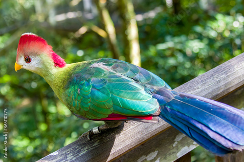 Photography The red-crested turaco (Tauraco erythrolophus) is a turaco, a group of African Otidimorphae birds