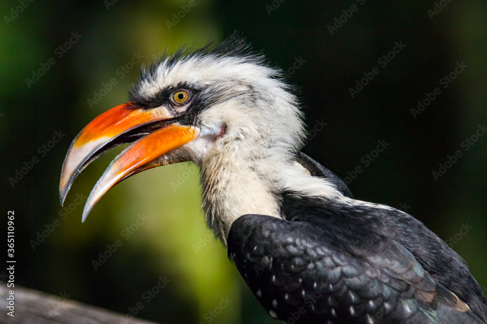 A male Von der Decken's hornbill.
It is a hornbill found in East Africa.
It is found mainly in thorn scrub and similar arid habitats.
The species shows sexual dimorphism A male Von der Decken's hornbill.
It is a hornbill found in East Africa.
It is found mainly in thorn scrub and similar arid habitats.
The species shows sexual dimorphism