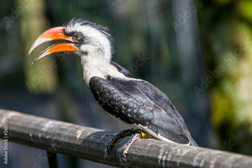 A male Von der Decken s hornbill. It is a hornbill found in East Africa.  It is found mainly in thorn scrub and similar arid habitats.  The species shows sexual dimorphism