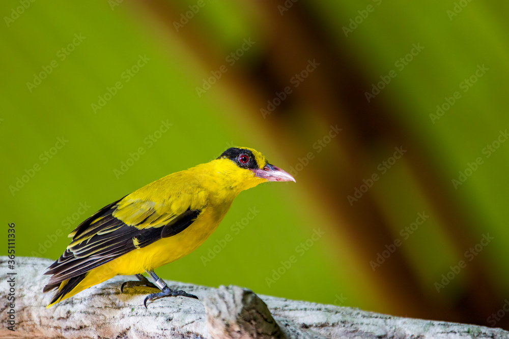 the closeup image of Black-naped oriole (Oriolus chinensis).
It is  a passerine bird in the oriole family that is found in many parts of Asia.   