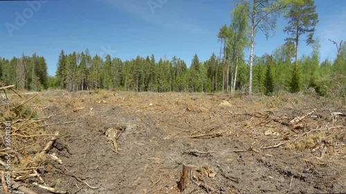 Wallpaper Mural Scattered leaves and trunks on the ground forest Torontodigital.ca