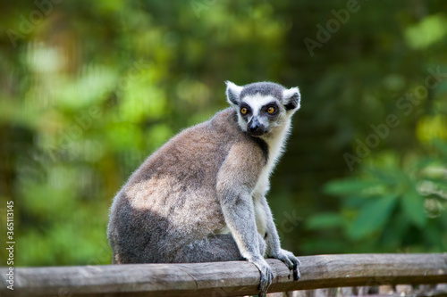 The closeup image of a Ring-tailed lemur (Lemur catta).
It is a large strepsirrhine primate and the most recognized lemur due to its long, black and white ringed tail. 