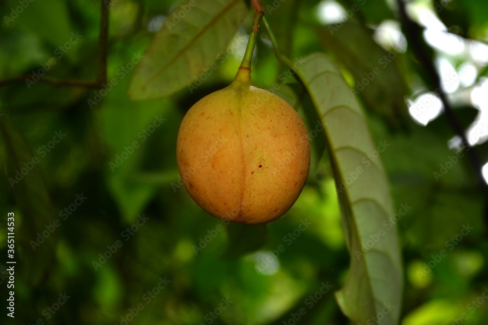 
Nutmeg seeds contain 7-14% essential oils. Nutmeg powder is used as a flavoring for bread or cakes, puddings, sauces, vegetables, and refreshing drinks