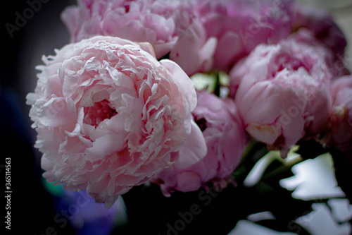 pink and white peonies 