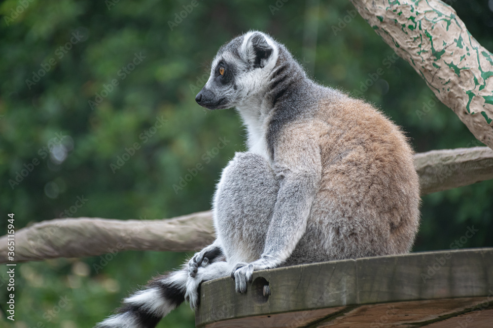 Obraz premium ring tailed lemur