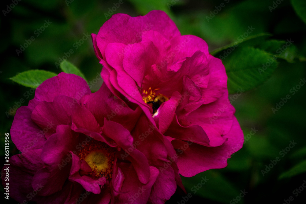 pink roses in the summer