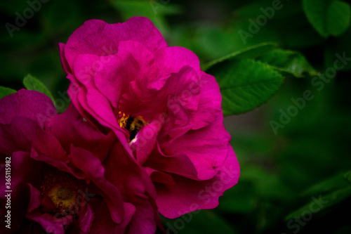 pink roses in the summer