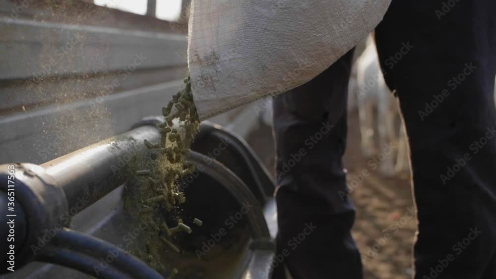 Man Pouring Animal Feed into for livestock into Feeding trough