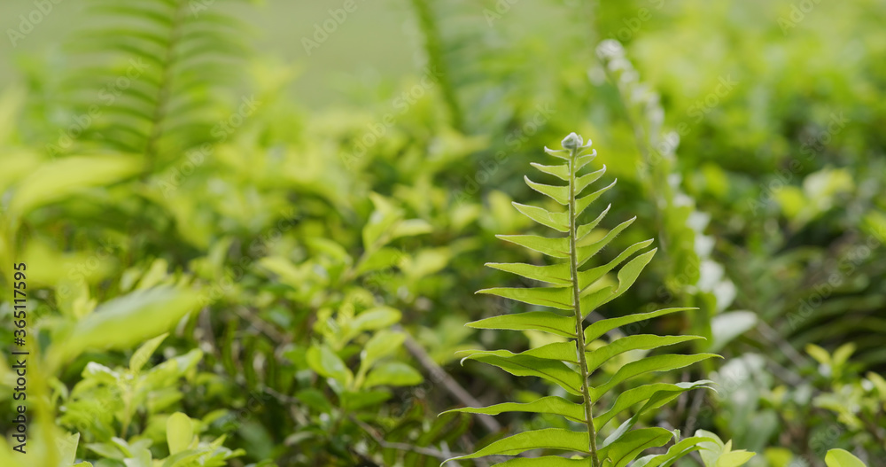 Green fern plant in tropical forest