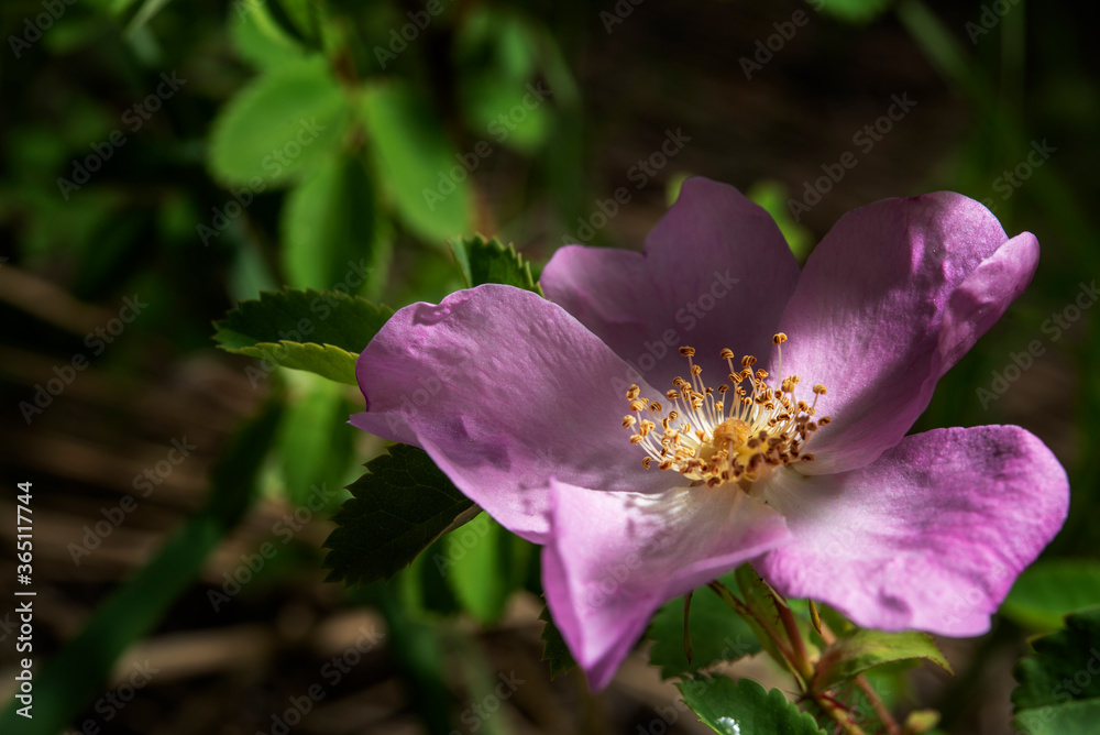 pink flower on a green background