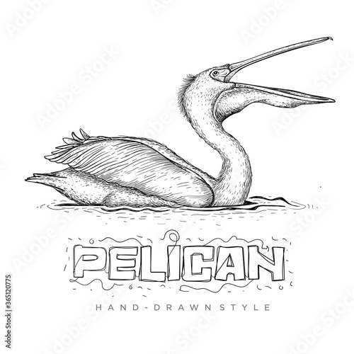 vector pelican swimming on water, illustration of a hand drawn animal