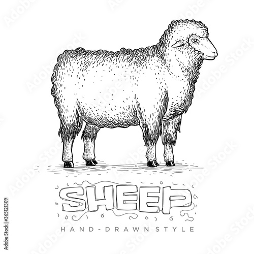 vector sheep standing tall side view, illustration of a hand drawn animal