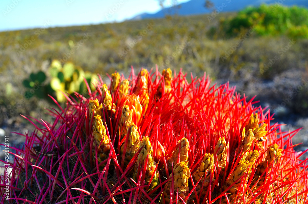 Cabuches, Cactus de cabeza Roja, Biznaga que da una flor comestible popular  en alimentos de la zona centro de México foto de Stock | Adobe Stock