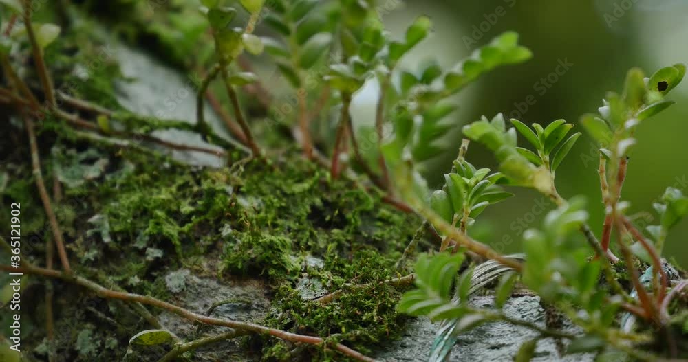 Green moss on a tree in the rain forest