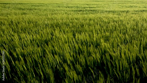 Lush Green Wheat Field Swaying In The Ggentle Wind In Zlotoryja, Poland. Rural Landscape.  - static shot photo