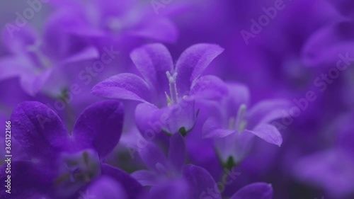 Purple Flowers Of Dalmatian Bellflower Growing In The Meadow During Springtime In Zlotoryja, Poland.  - close up pan photo