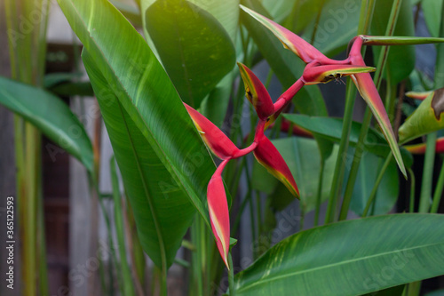 Red heliconia flower or claw flower bloom in the garden with sunlight. photo