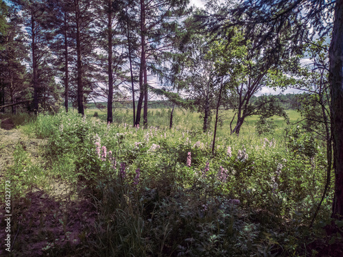 Fototapeta Naklejka Na Ścianę i Meble -  A beautiful field with rare trees and flowers.