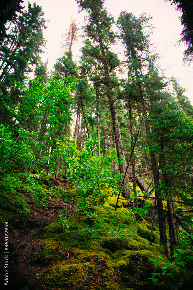 Obraz premium forest at the Jasper Canada