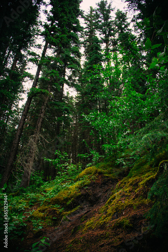 forest at the Jasper Canada © Лариса Пичко
