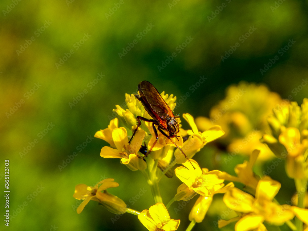 Insect on flower Insect on flower