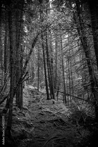 Fototapeta Naklejka Na Ścianę i Meble -  forest at the Jasper Canada
