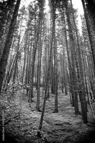 Fototapeta Naklejka Na Ścianę i Meble -  forest at the Jasper Canada