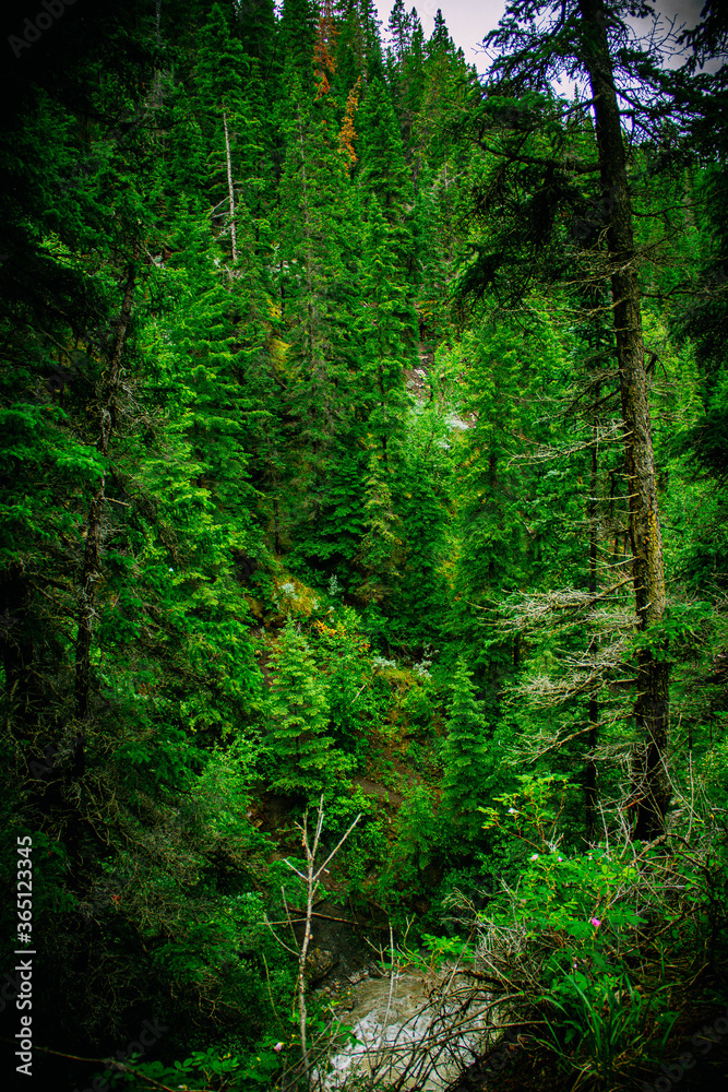 forest at the Jasper Canada