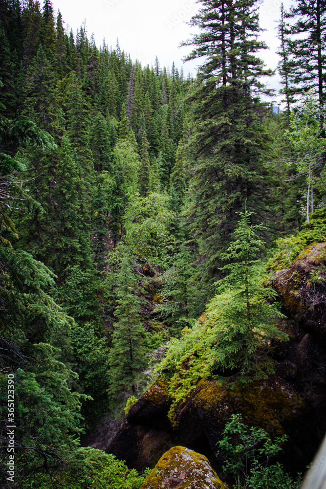 forest at the Jasper Canada