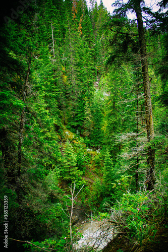 green forest in the morning